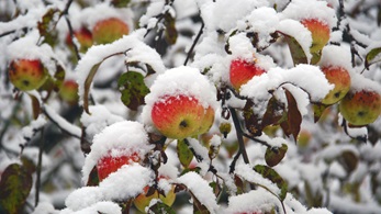 Apples in snow