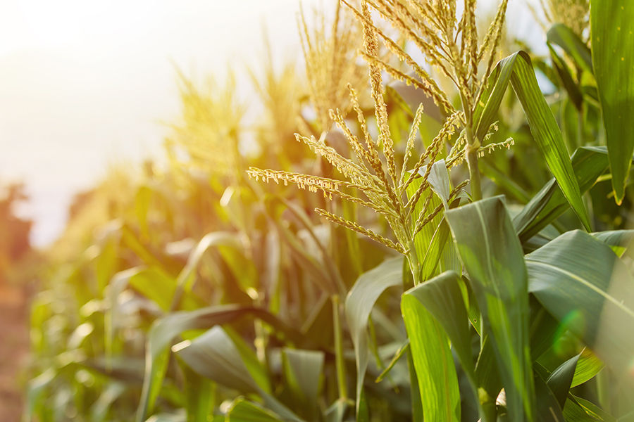 Field of corn.